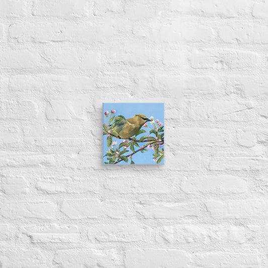 Cedar Waxwing perched among blossoms — canvas print by Birds on a Cup
